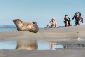 Gewone zeehond - foto: Sandy Spaenhoven