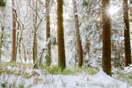 Winters bos - foto: Hans Debruyne