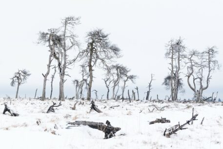 Noir Flohay - foto: Sandy Spaenhoven