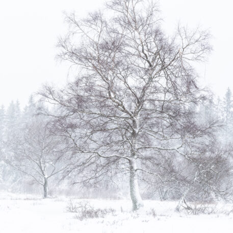 Brackvenn - foto: Sandy Spaenhoven