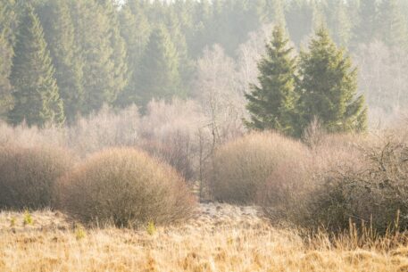 Brackvenn - foto: Sandy Spaenhoven