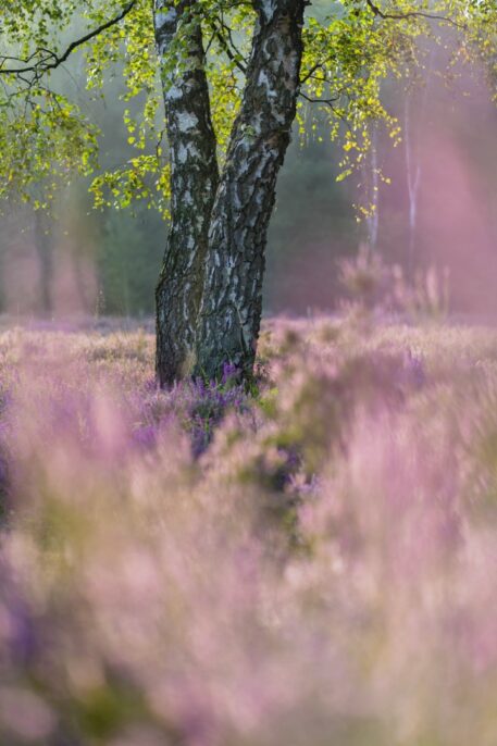 Berk in bloeiende heide - foto: Jolijn Boumon