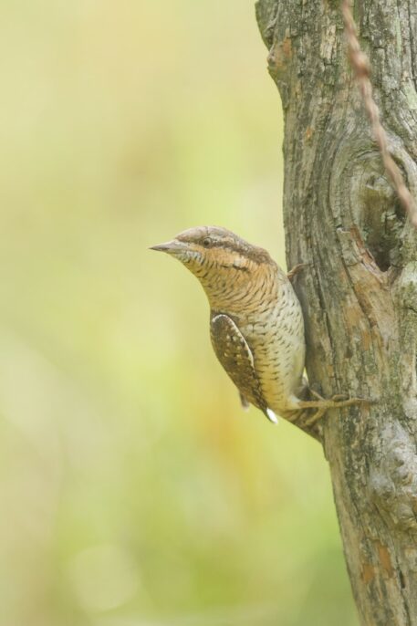 Draaihals - foto: Jeroen De Nys