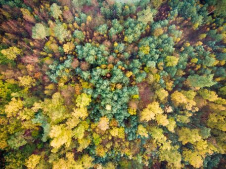 Gemengd bos - foto: Floris Slooff