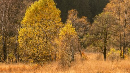 Herfst in het veen - foto: Hans Debruyne