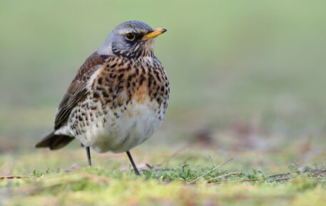 Kramsvogel - foto: Hugo Willocx