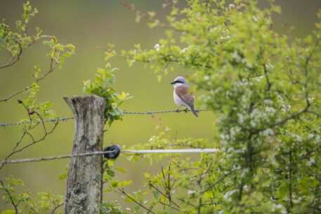 Mannetje grauwe klauwier - foto: Wim Dirckx