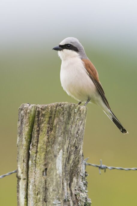 Mannetje grauwe klauwier - foto: Wim Dirckx