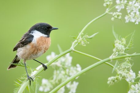 Mannetje roodborsttapuit - foto: Wim Dirckx