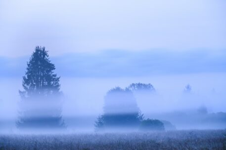 Mistig veen - foto: Hans Debruyne