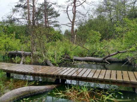 Plankenpad over beversite - foto: Jan Loos