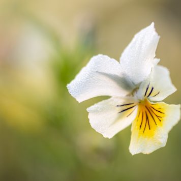 Zinkviooltje - foto: Sandy Spaenhoven