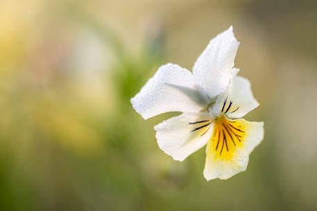 Zinkviooltje - foto: Sandy Spaenhoven