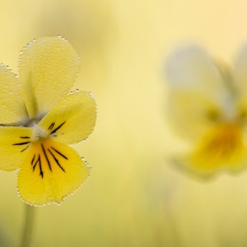 Zinkviooltjes - foto: Sandy Spaenhoven