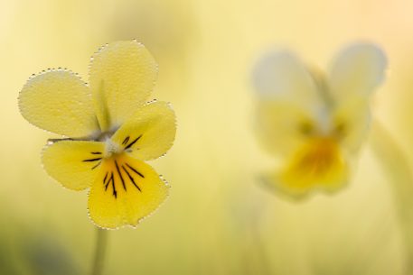 Zinkviooltjes - foto: Sandy Spaenhoven