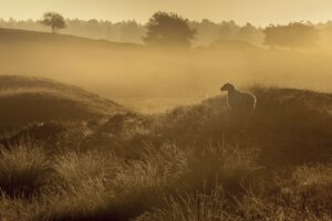 Schaap - foto: Piet Haaksma