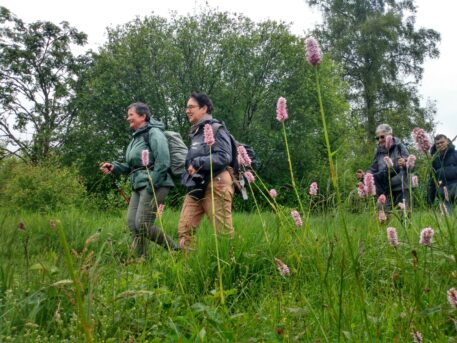 Wandelaars tussen bloeiende adderwortel - foto: Jan Loos