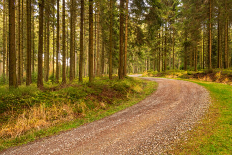 Kuchelscheider Wald - foto: Hans Debruyne