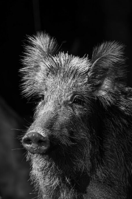 Wild zwijn - foto: Wim Geyskens