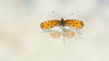 Zilveren maan - foto: Filip van Boven