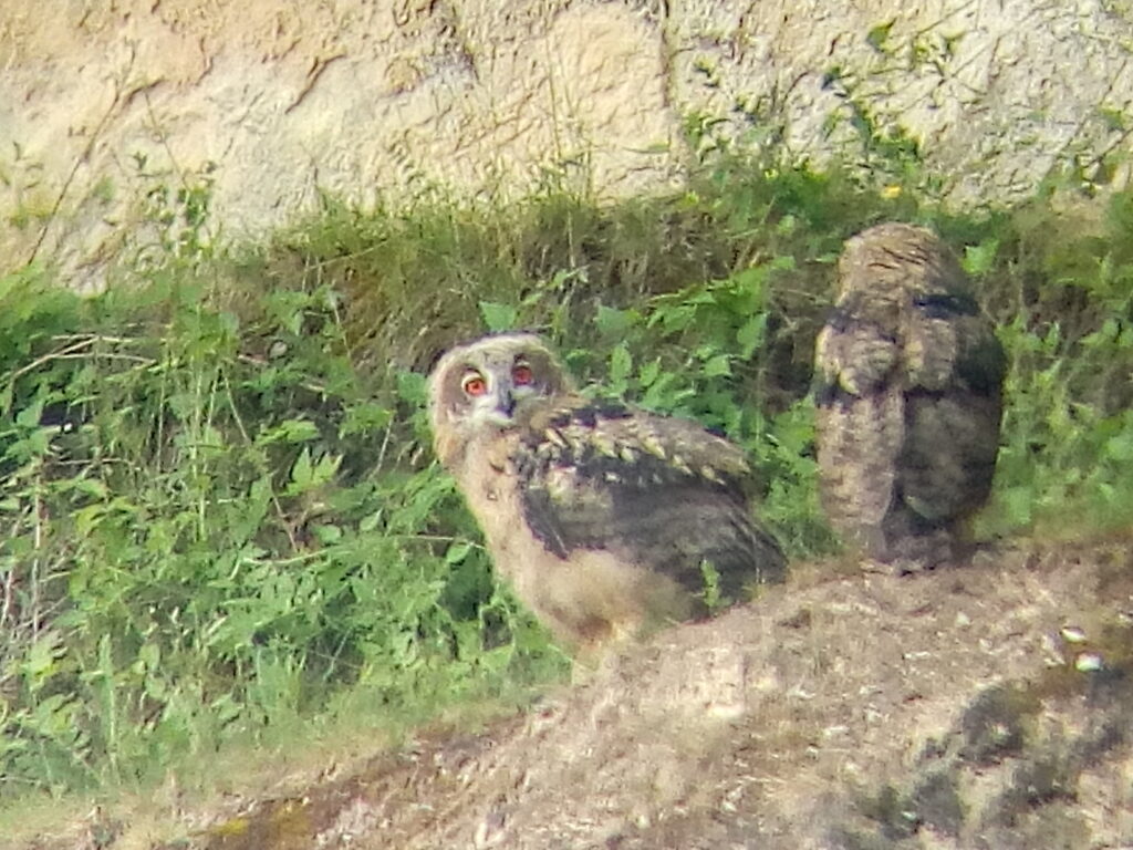 Oehoes In Limburg – 12 Mei 2024 – Doe Mee Met Landschap Vzw!