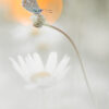 Blauwtje op margriet - foto: Eddy Remy