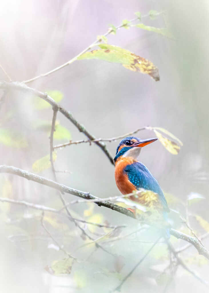 Fotosafari Herfst In De Ardennen 20 Tot 22 Oktober 2023 Doe Mee