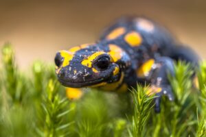 Vuursalamander - foto: Rudmer Zwerver