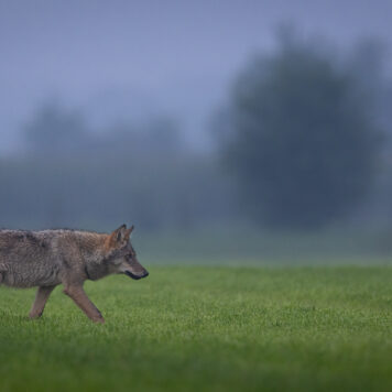 Wolf - foto: David Van den Broeck