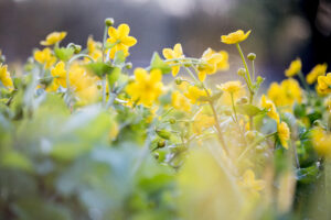 Dotterbloemen - foto: Wim Dirckx