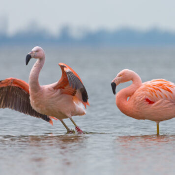 Chileense flamingo's -foto: Menno Schaefer