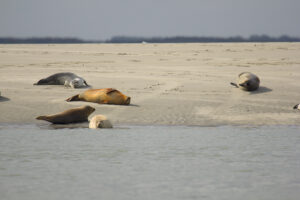 Zeehonden - foto: Patrick Boterman