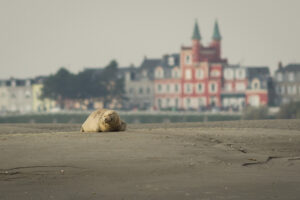 Zeehond in de baai - foto: Jef Pauwels