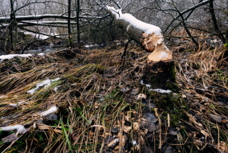 Beversporen - foto: Hans Debruyne