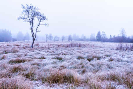 Brackvenn - foto: Hans Debruyne