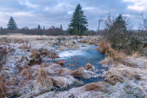 Brackvenn - foto: Hans Debruyne