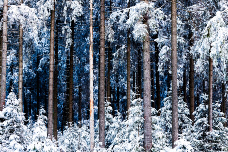 Winters naaldwoud - foto: Hans Debruyne