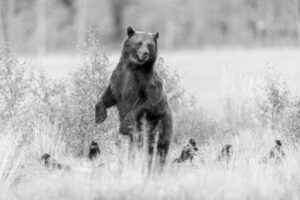 Bruine beren als bijvangst - foto: Olivier Larrey