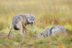 Wilde natuur vanop de eerste rij - foto: Olivier Larrey