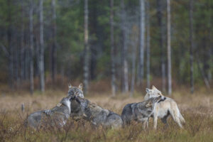 Wolven voor de lens - foto: Olivier Larrey