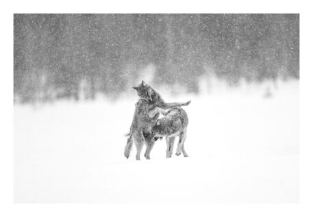 Een jaar tussen het wolvenroedel - foto: Olivier Larrey