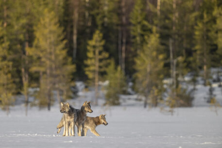 Wolven - foto: Olivier Larrey