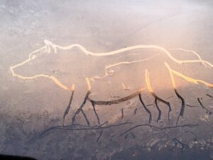 Creatief wachten op wolven - foto: Tanguy Dumortier