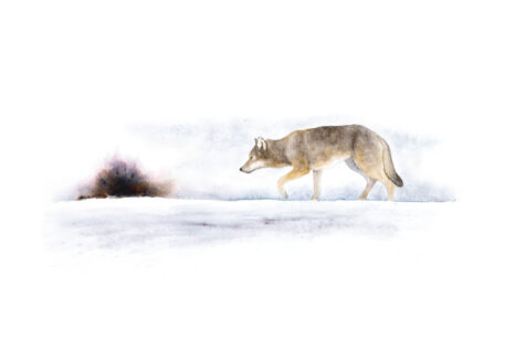 Wolf - aquarel: Yves Fagniart