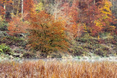 Oostelijke Ourthe - foto: Hans Debruyne