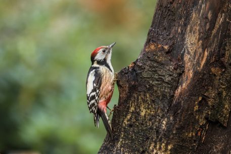 Middelste bonte specht - foto: Anjella Buckens