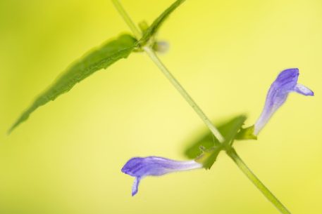 Blauw glidkruid - foto: Nico van Kappel