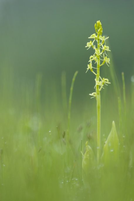 Groenknolorchis - foto: Nico van Kappel