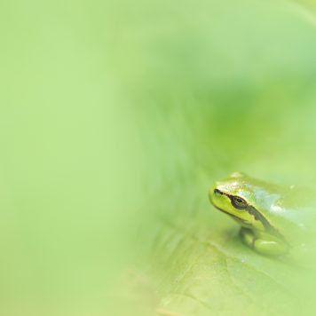 Boomkikker - foto: Sandy Spaenhoven