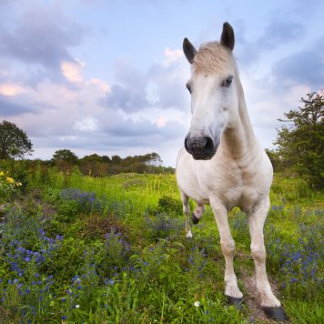 Wild paard - foto: Nico van Kappel